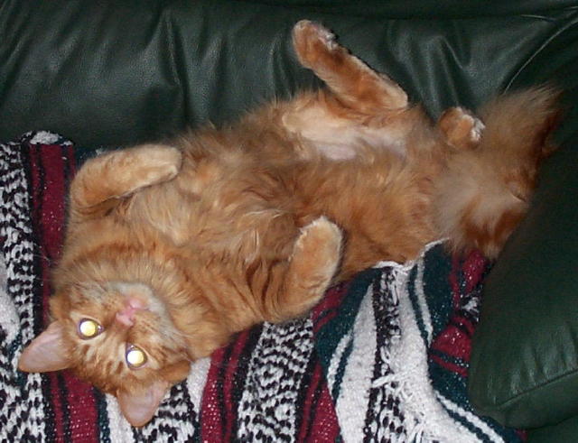 Brady Cat